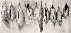 Cocoons. Contempoary Natural History Drawing