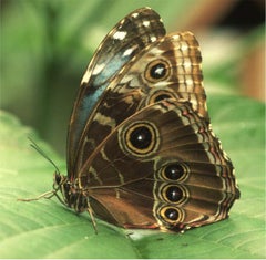 Morpho bleu : Photographie