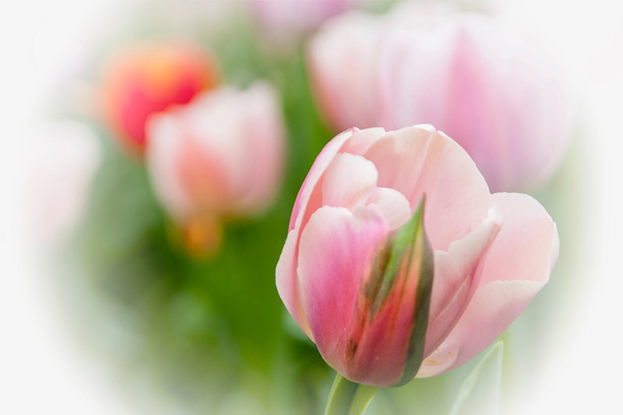 Tulpen: Foto