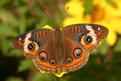 Common Buckeye : Photograph