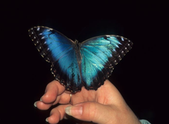 Morpho bleu