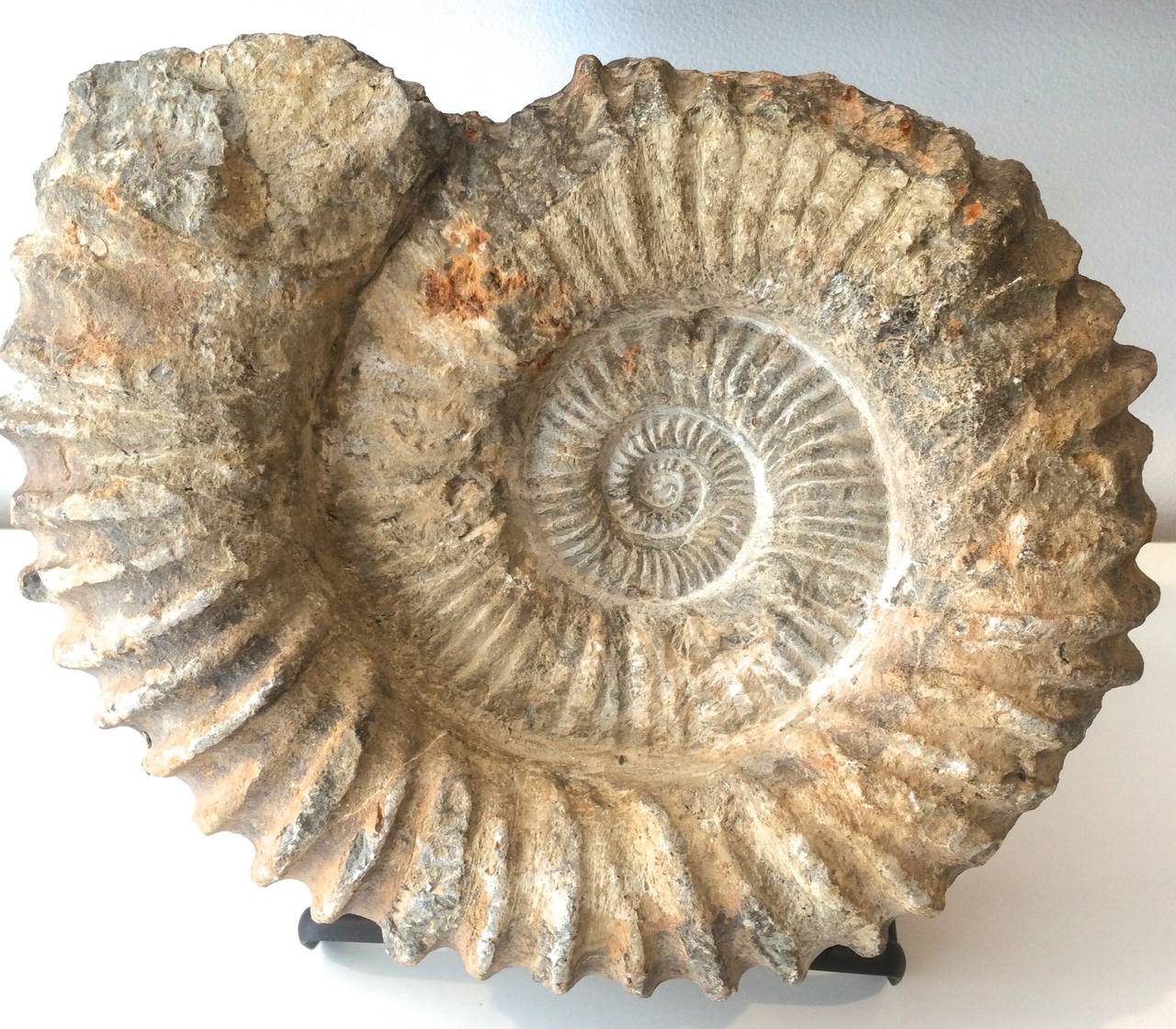 Large Ammonite Fossil - Sculpture by Unknown