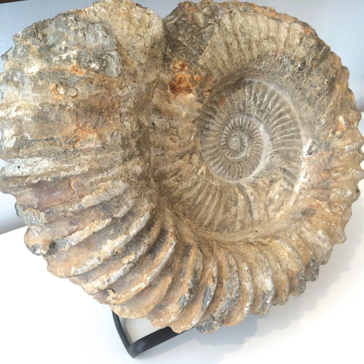 giant ammonite fossil