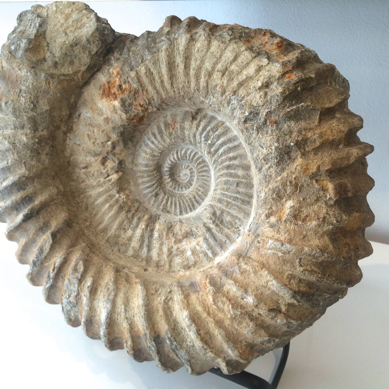 ammonite fossil large