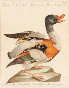 Hand colored engraving Duck