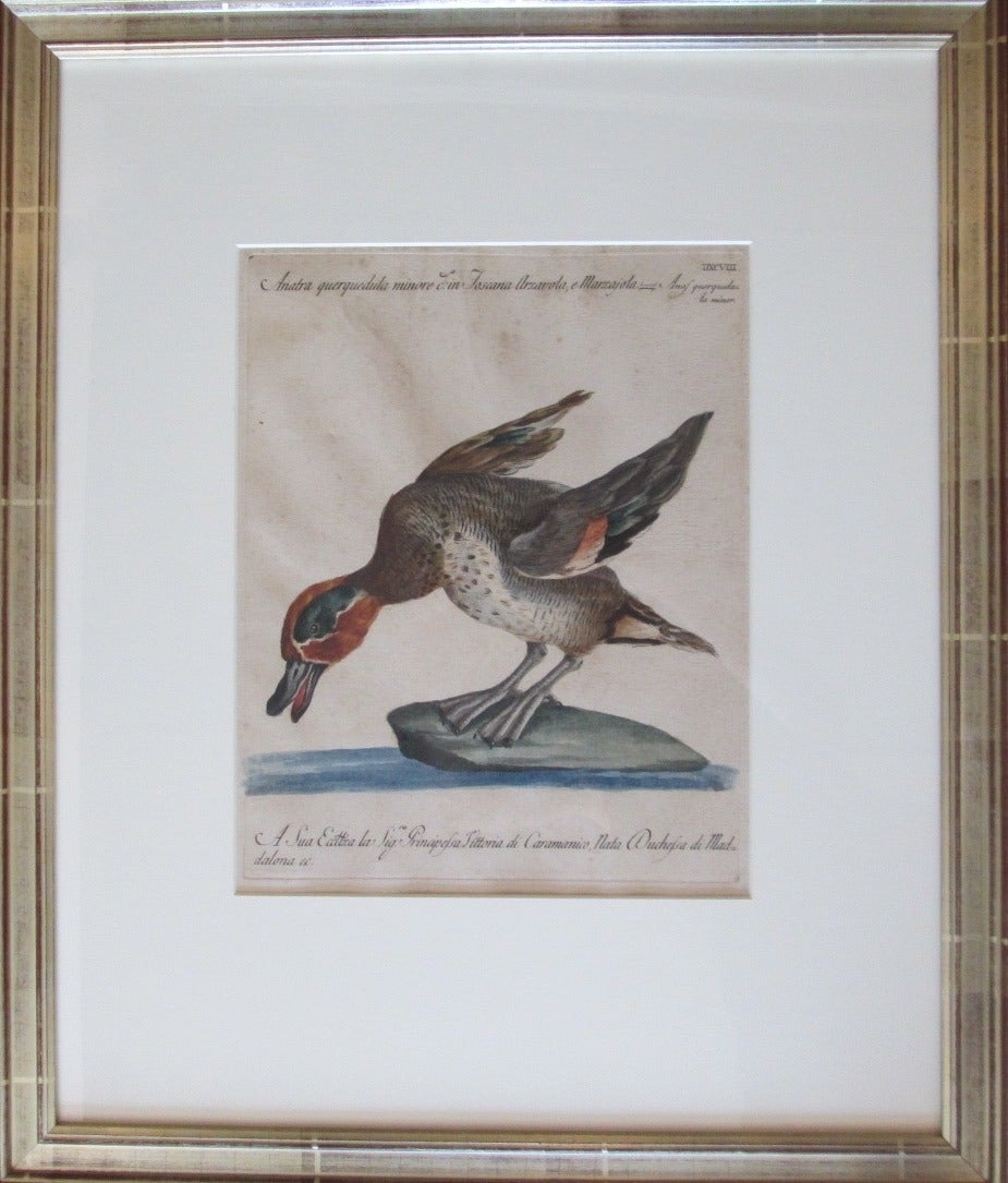 Saverio Manetti (1723-1784) hand colored engraving Duck - Print by MANETTI, Saverio.
