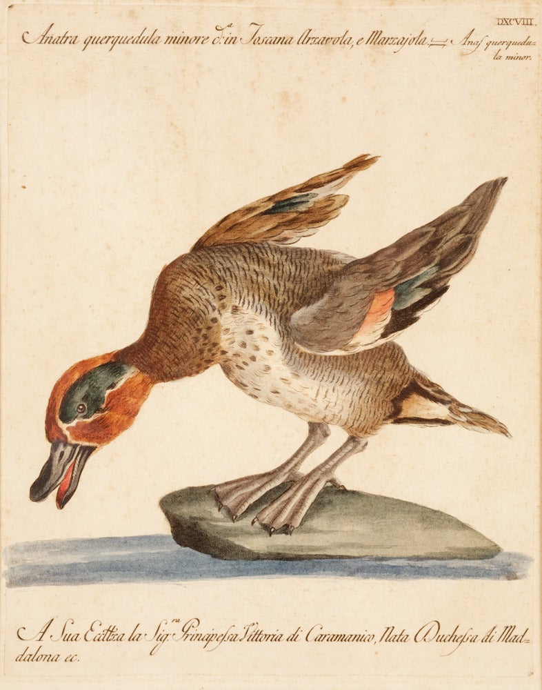 MANETTI, Saverio. Animal Print - Saverio Manetti (1723-1784) hand colored engraving Duck
