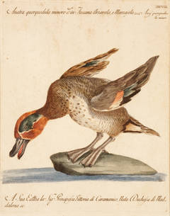 gravure de canard colorée à la main Saverio Manetti (1723-1784)