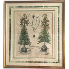 Hand colored engraving Botanical 6