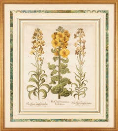 Hand colored engraving Botanical