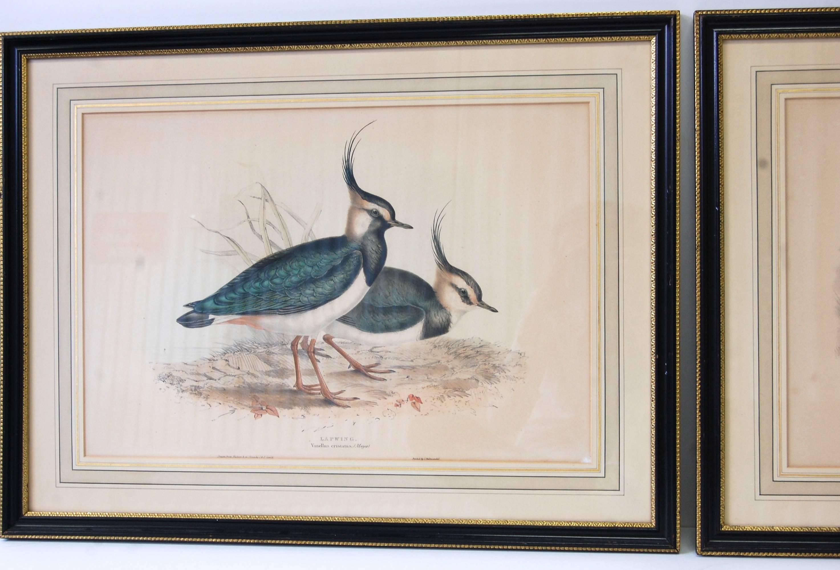 Paar Vanellus Cristatus-Vogel, Paar (Realismus), Print, von John Gould