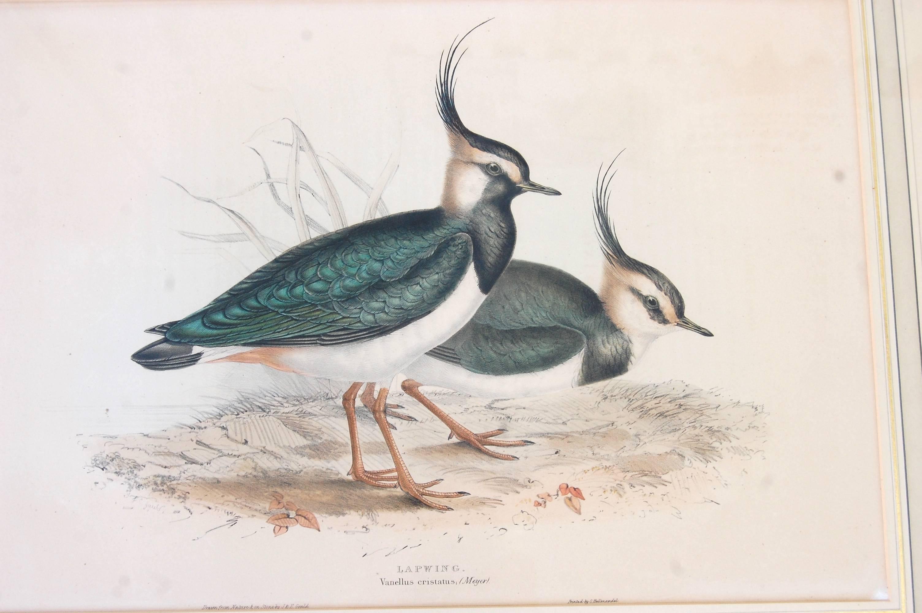  Pair of Vanellus Cristatus Birds  - Realist Print by John Gould