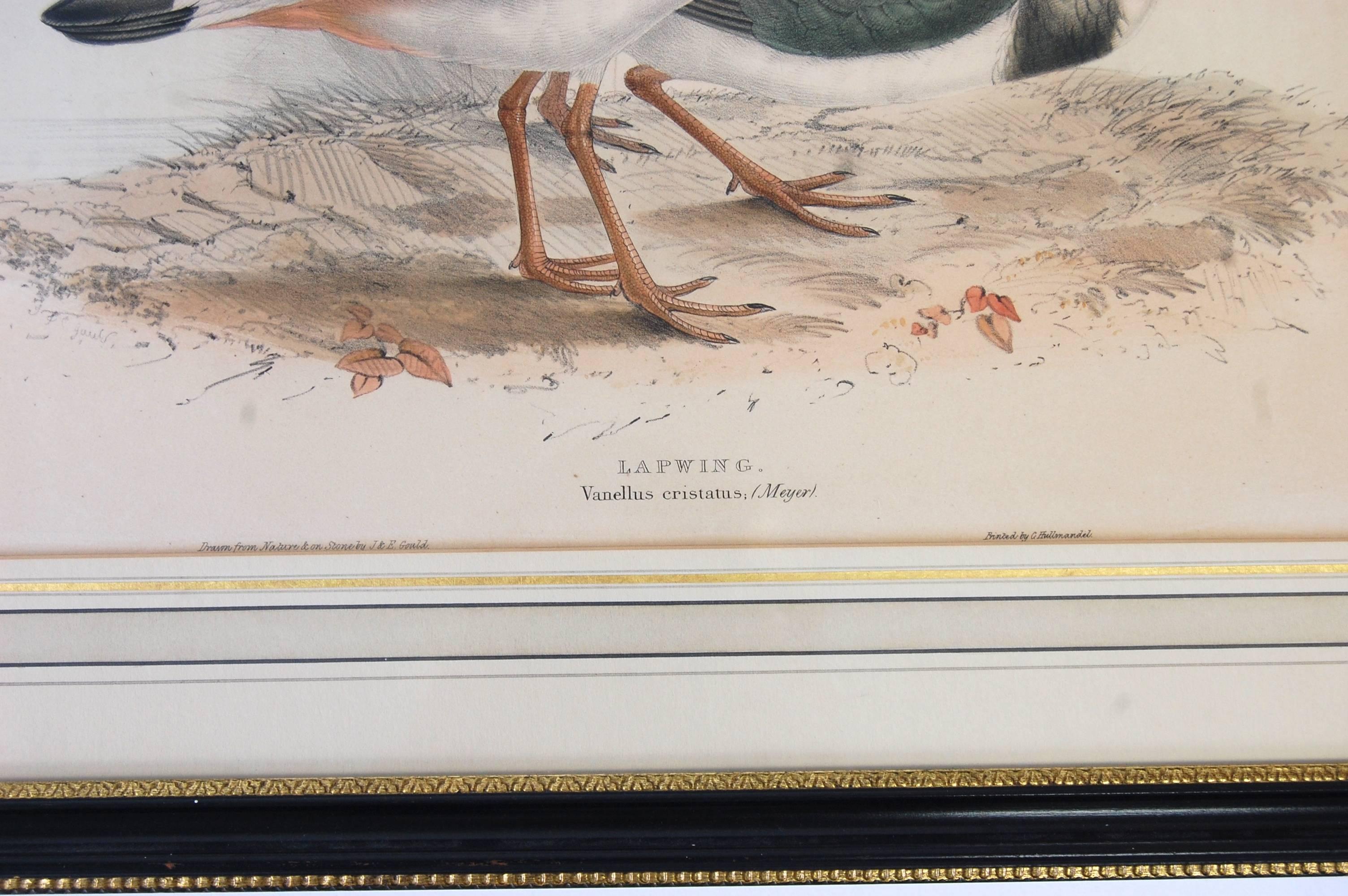  Pair of Vanellus Cristatus Birds  - Beige Animal Print by John Gould