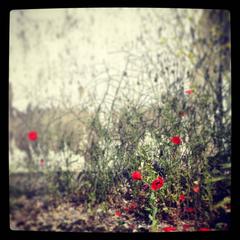 Poppys II 1