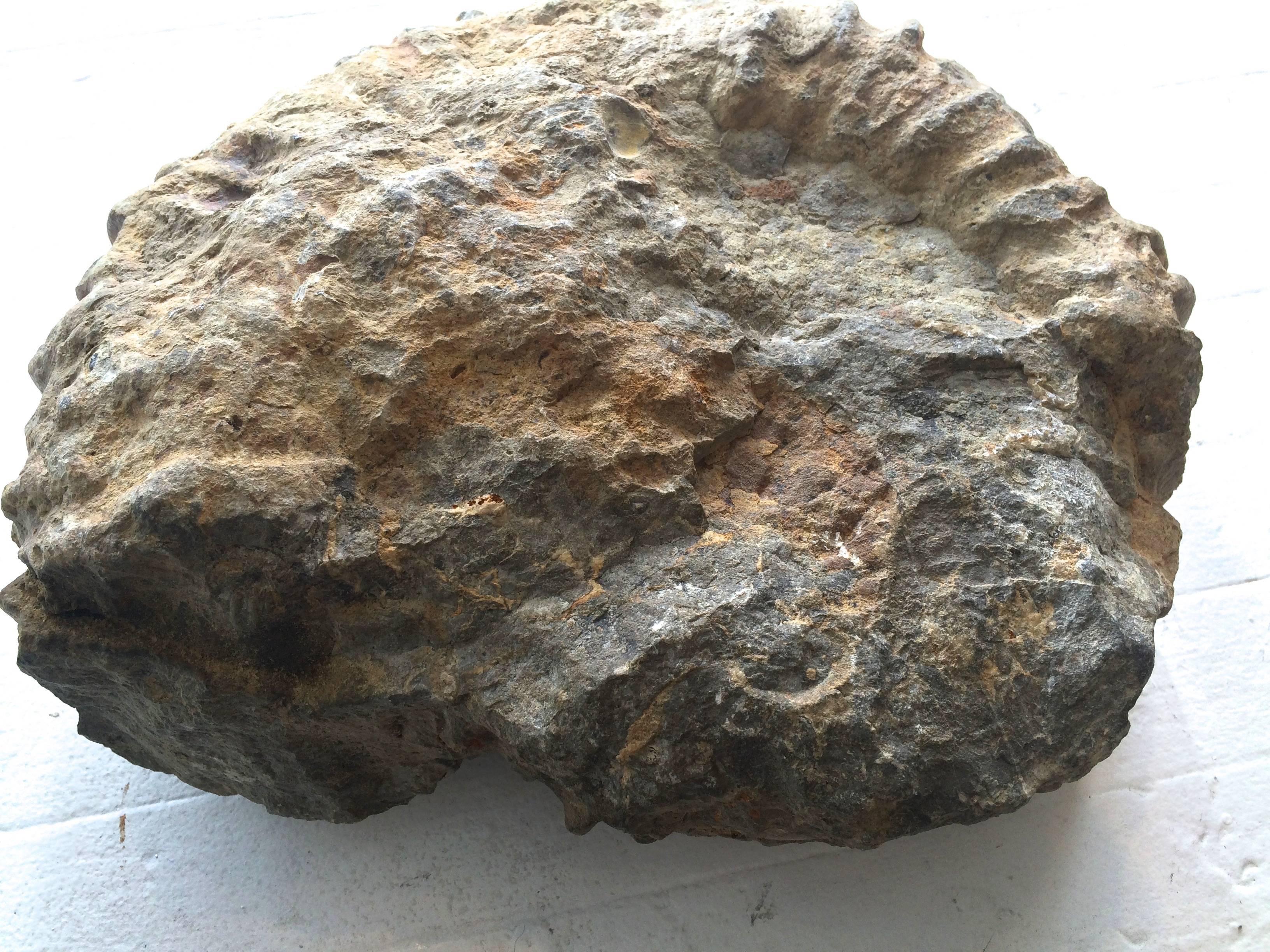 giant ammonite fossil for sale