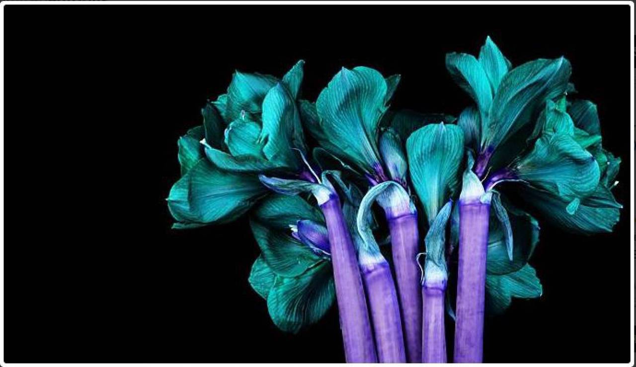 Howard Schatz Color Photograph - Amaryllis "Red Lion" #65