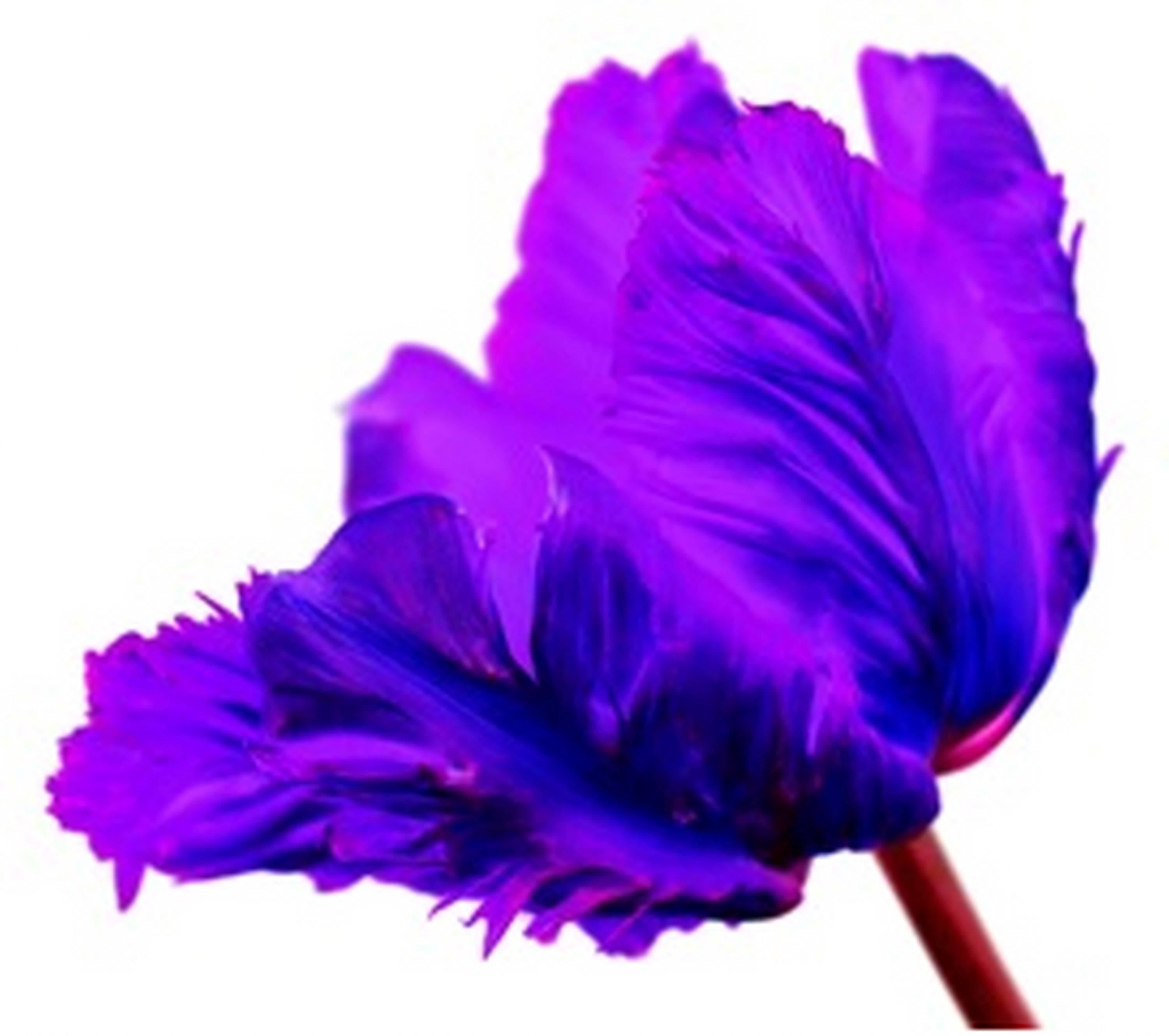 Howard Schatz Color Photograph - Flaming Parrot Tulip III