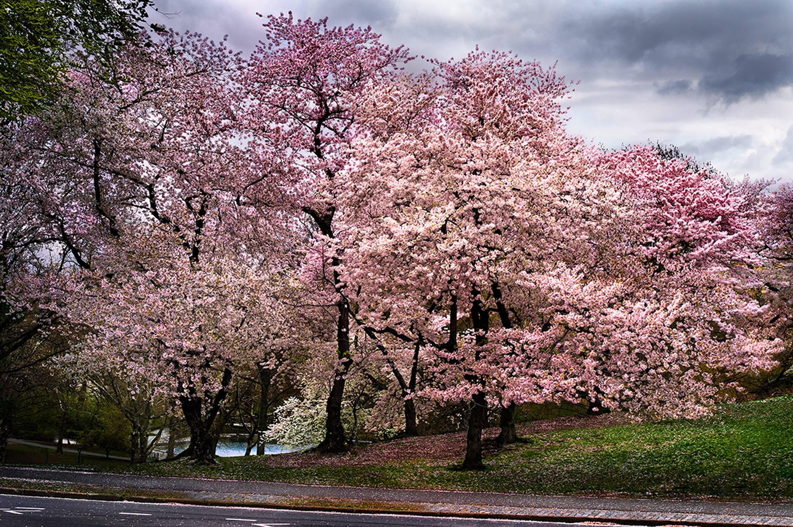 David Drebin Color Photograph - Pink Parkway