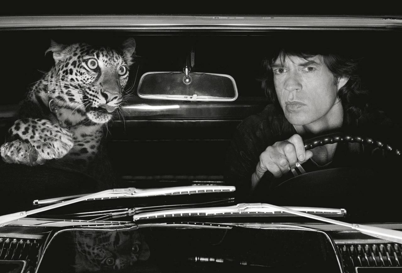 Albert Watson Black and White Photograph - Mick Jagger in a Car with Leopard, LA - b&w fine art photography, 1992