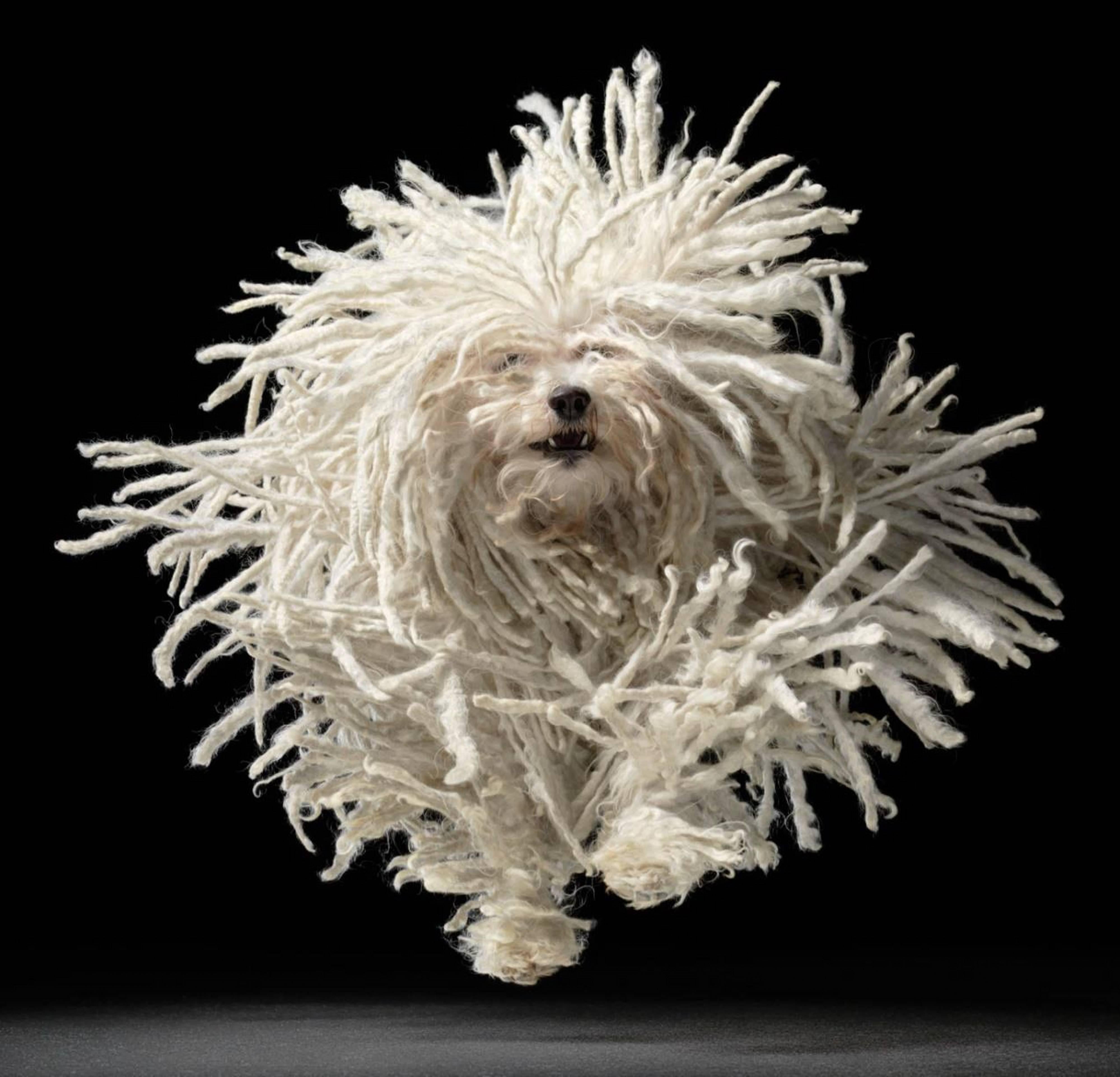 Tim Flach Color Photograph - Flying Mop