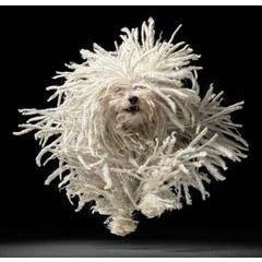 Flying Mop 1