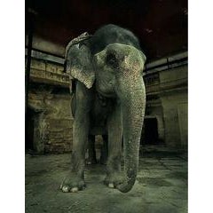Elephant at Ambert Fort 4
