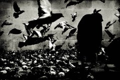 Los pájaros, París