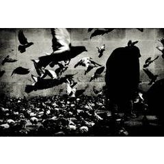 The Birds, Paris 9
