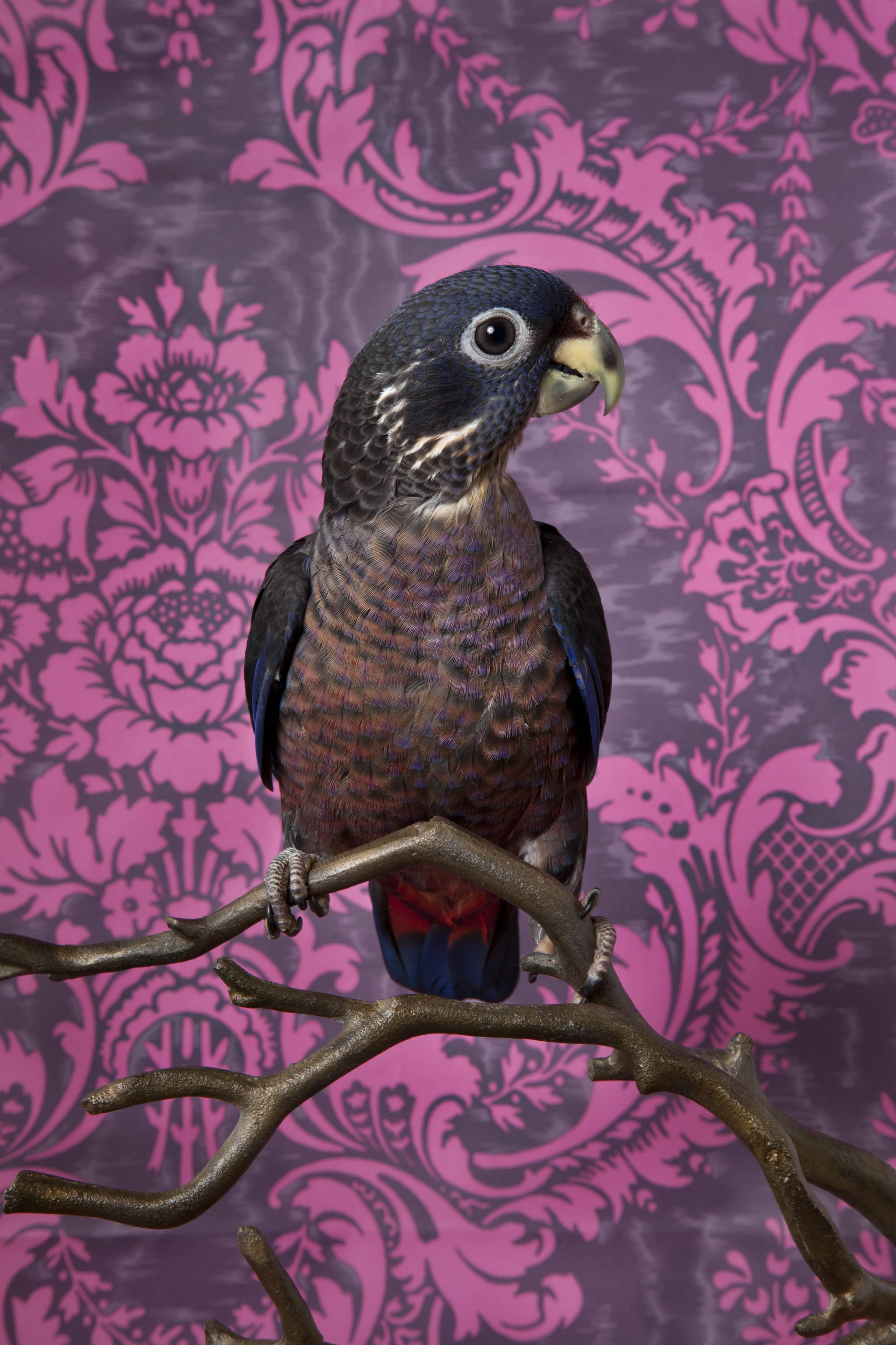 Claire Rosen Color Photograph – DUSKY PIONUS NO. 7720