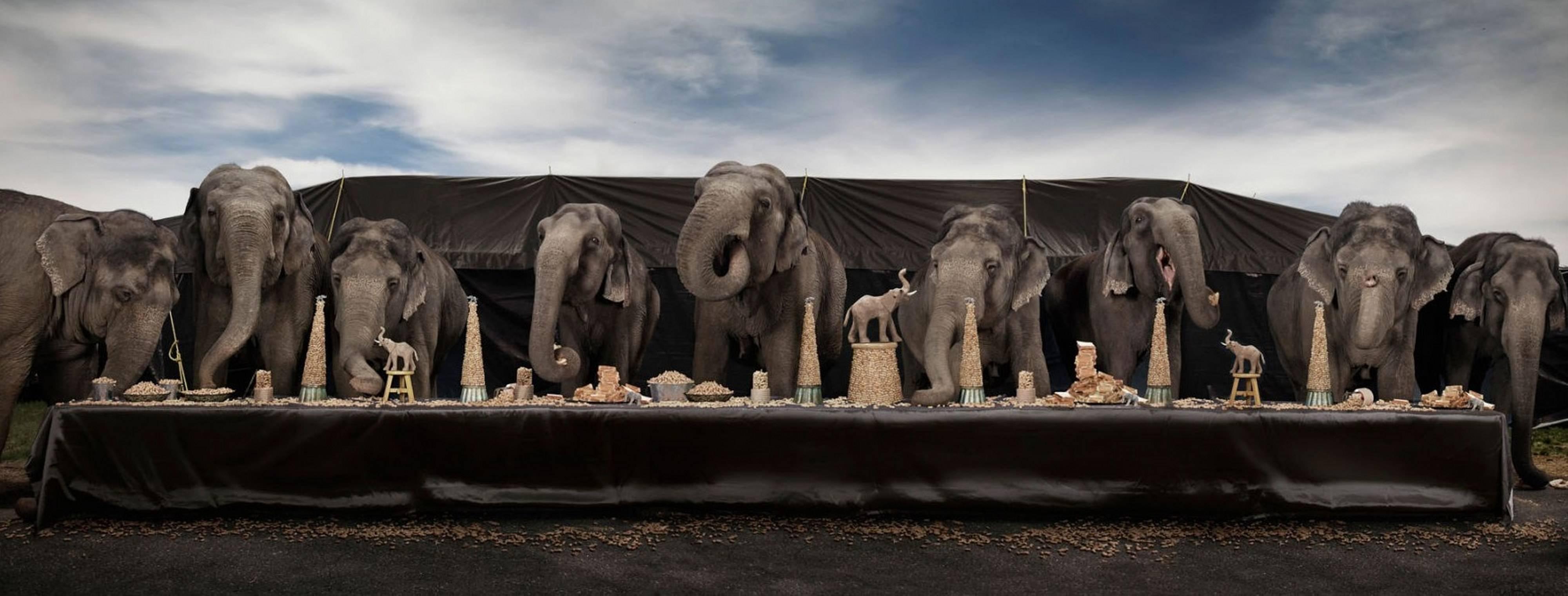 Claire Rosen Color Photograph - The Elephant Feast