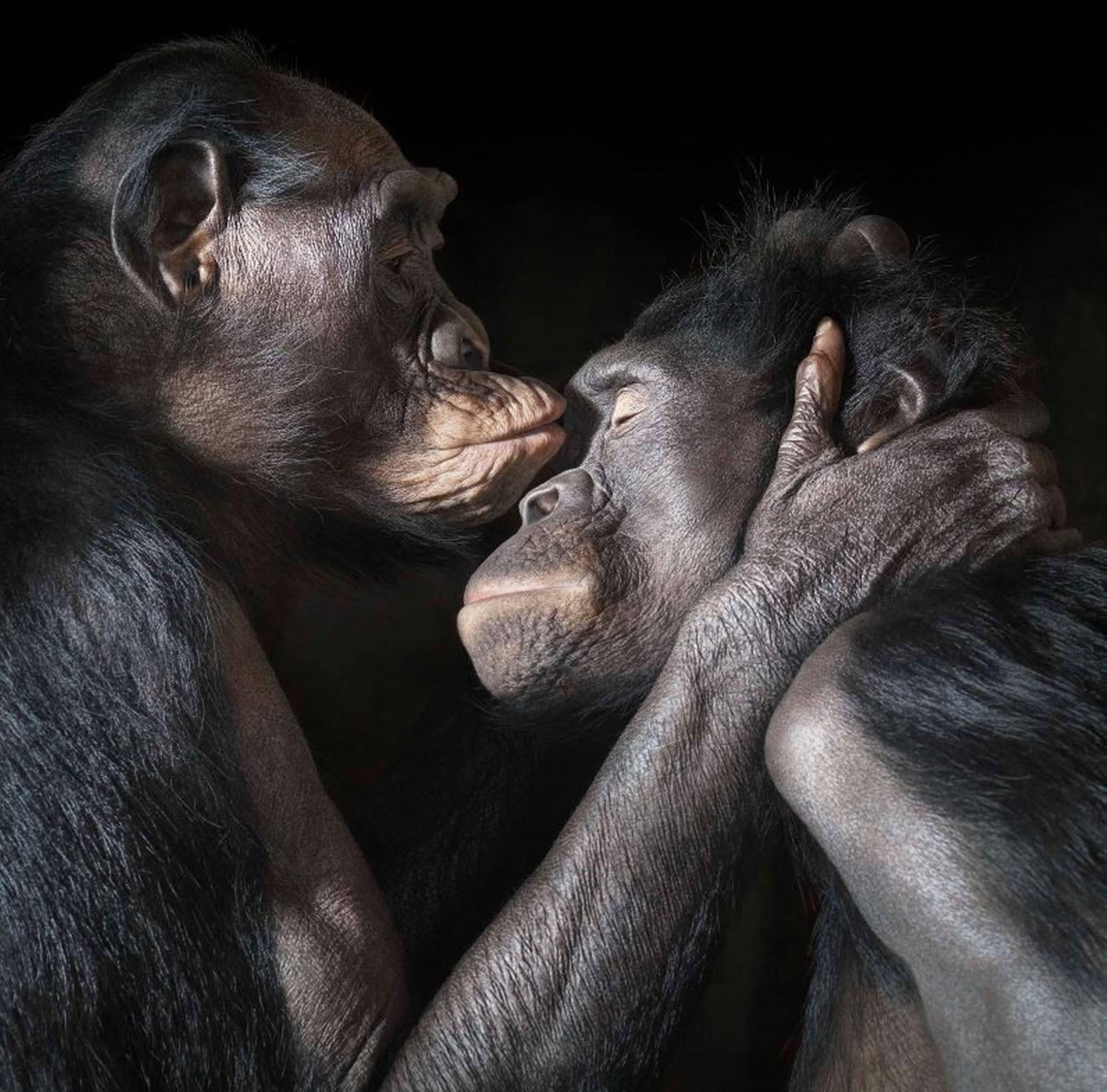 Tim Flach Color Photograph - Monkey Kiss