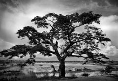 L'arbre est en bois massif