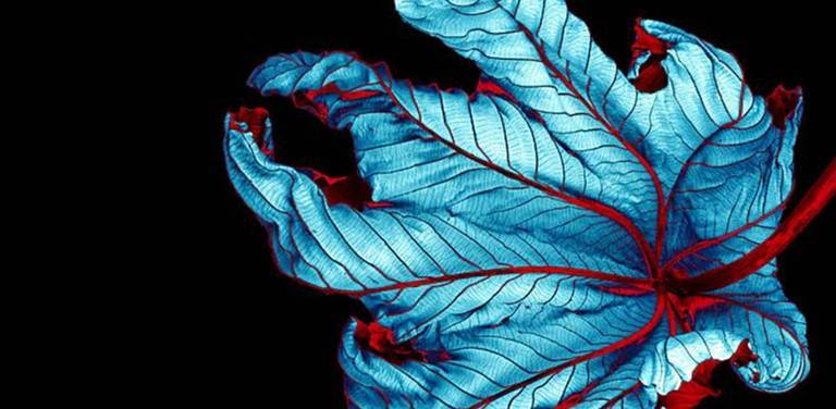 Howard Schatz Still-Life Photograph – Trumpet Tree #37 - CLoseup Blatt in Blau und Rot - Fine Art Photography, 2002