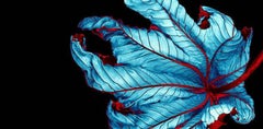 Used Trumpet Tree #37 - CLoseup Leaf in Blue and Red - Fine Art Photography, 2002