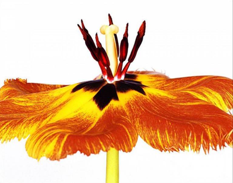 Howard Schatz Color Photograph - Gudoshnik Tulip #5