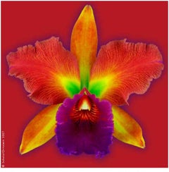 Cattleya 'J.A.Carbone' #37