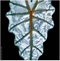 Elephant Ear (Alocasia spp.) #1