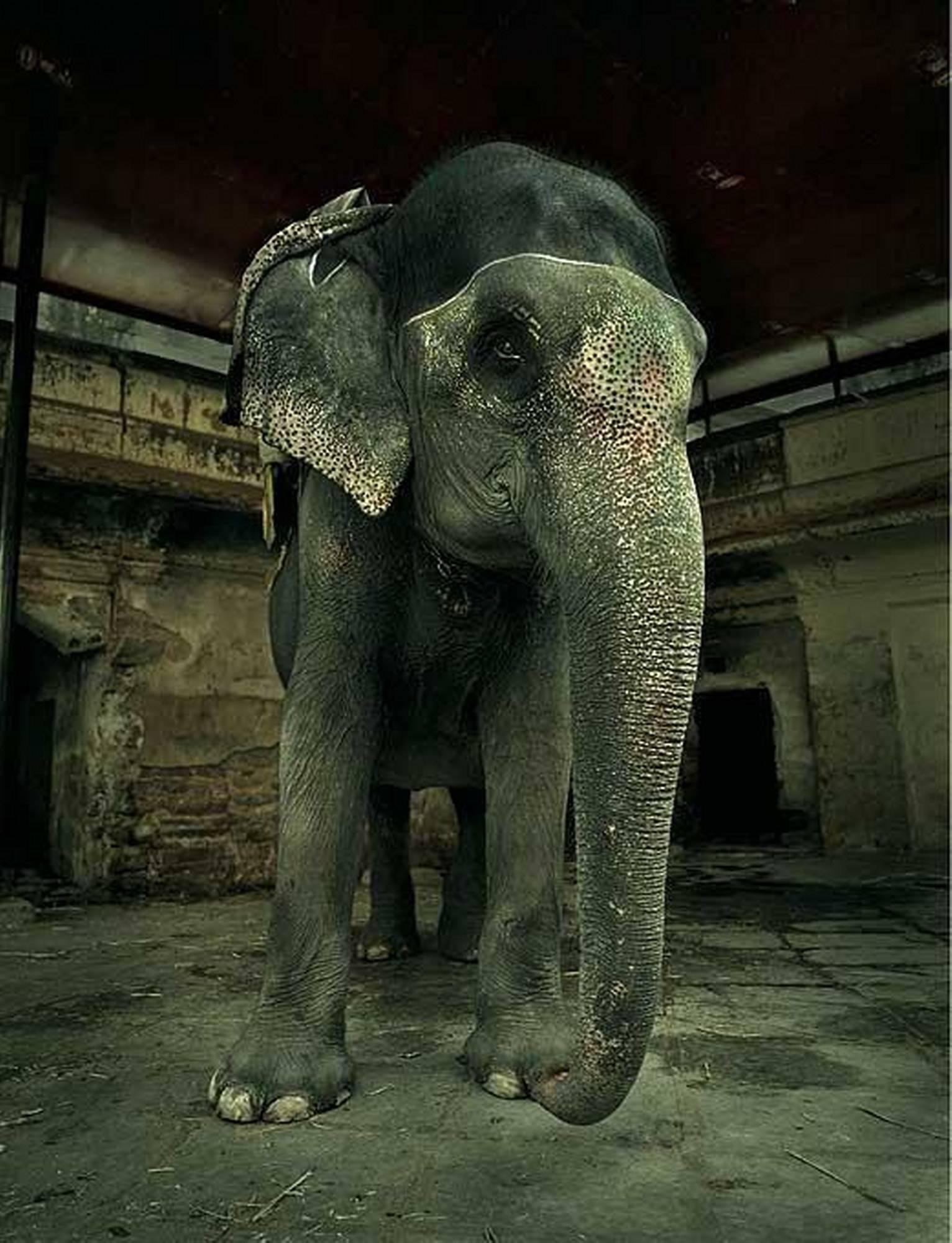 Color Photograph de Andreas H. Bitesnich - Elefante en el Fuerte Amber