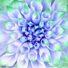 Dahlia (Formby Perfection) #2 - colorful flower with green and blue