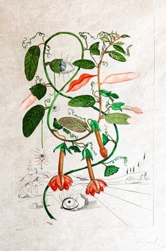 Salvador Dalí (1904–1989) – Cobea (Pisum sensuale) – Color drypoint etching