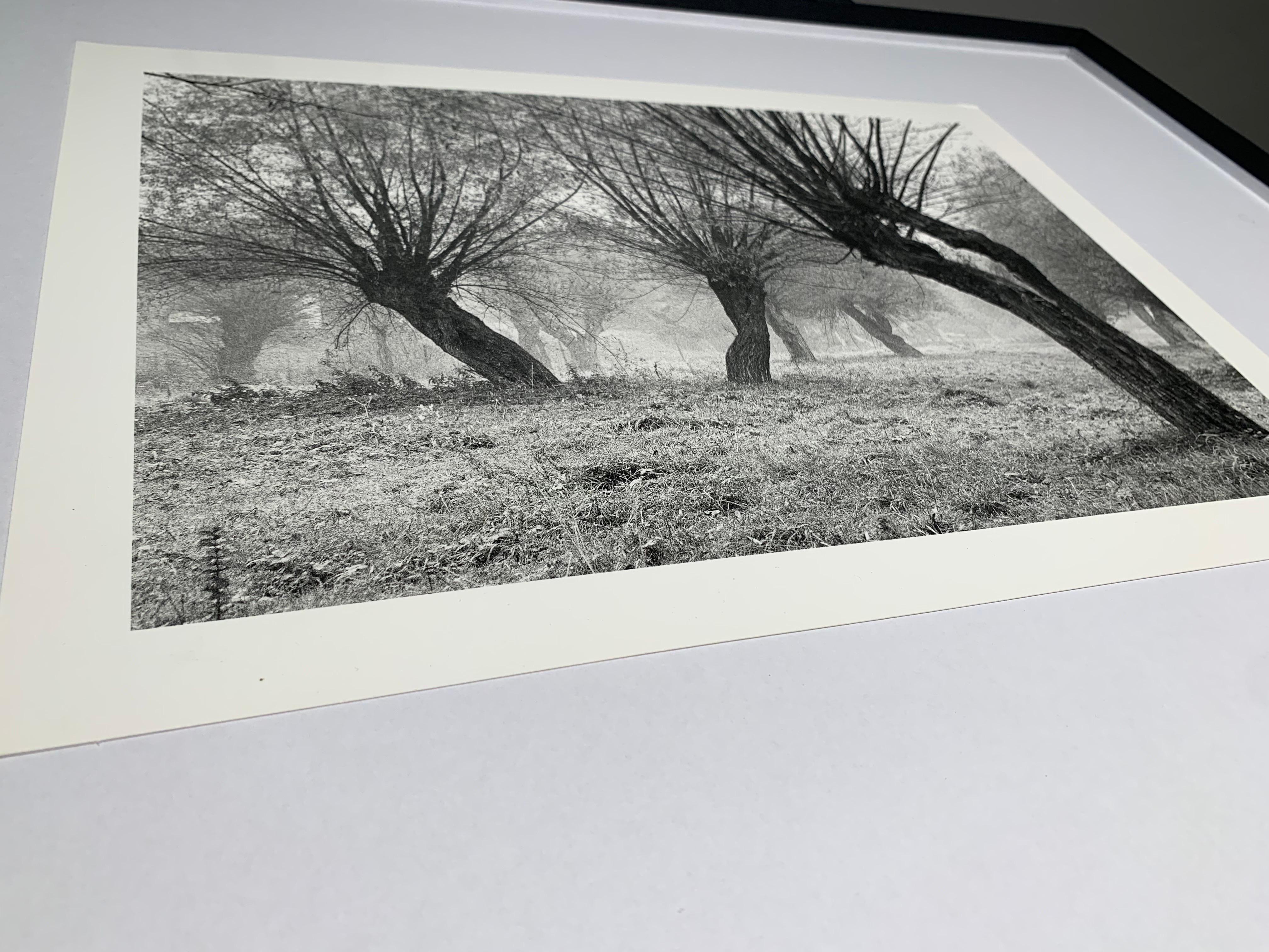 Krasiczyn, Poland - Tree landscape - vintage print - Contemporary Photograph by Michał Cała
