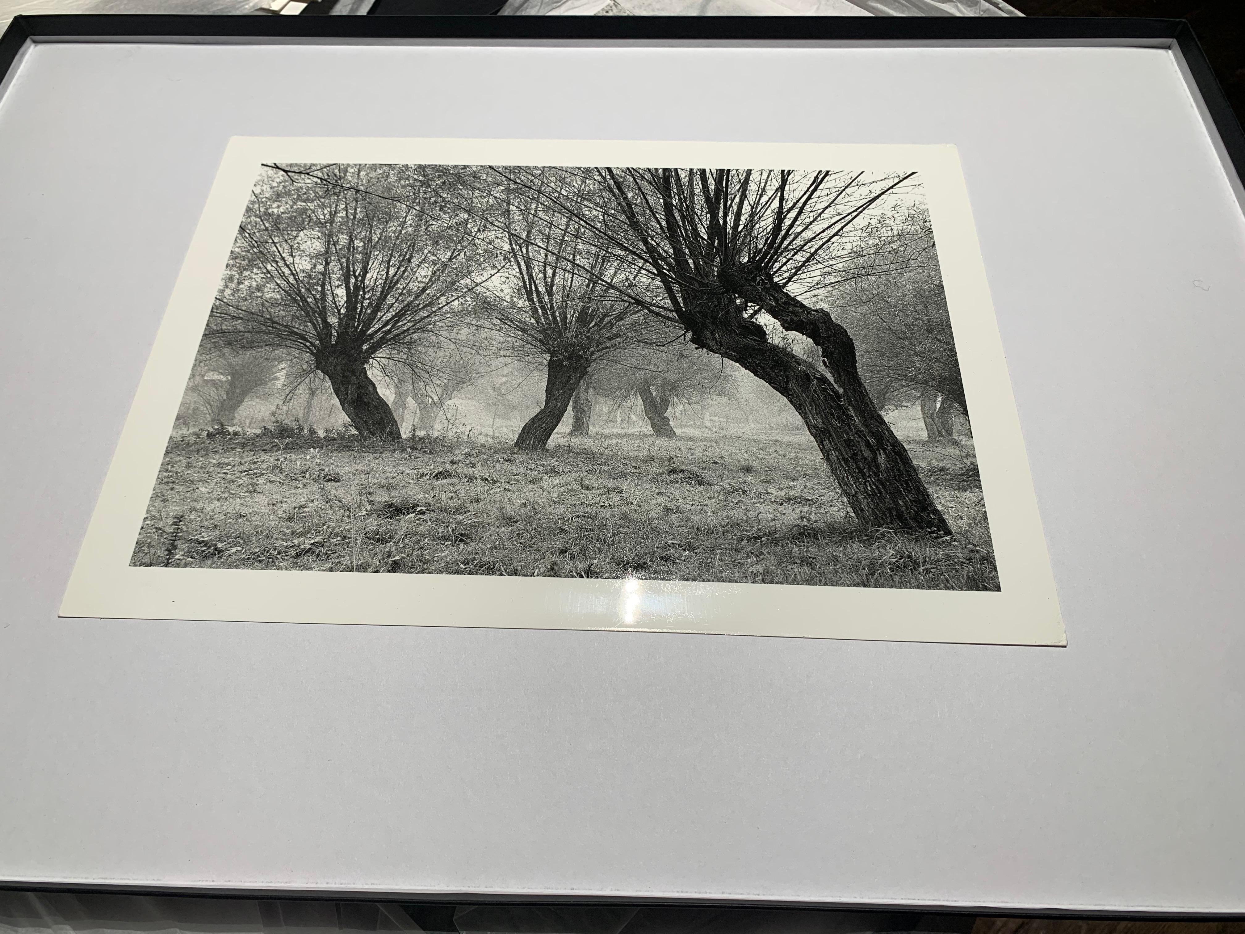 Krasiczyn, Poland - Tree landscape - vintage print - Photograph by Michał Cała