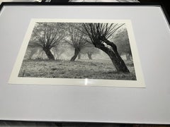 Krasiczyn, Poland - Tree landscape - vintage print