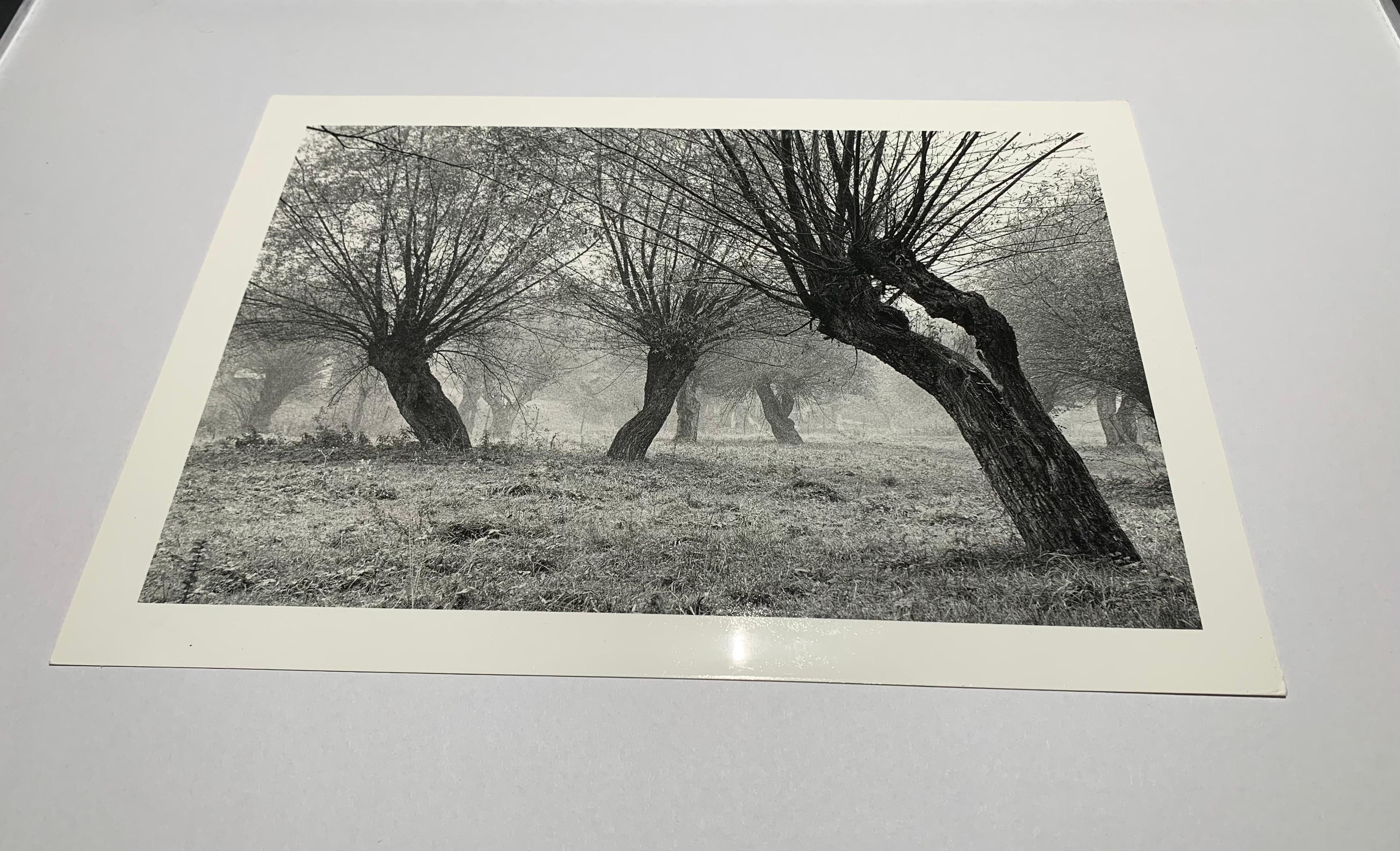 Krasiczyn, Poland - Tree landscape - vintage print - Gray Landscape Photograph by Michał Cała