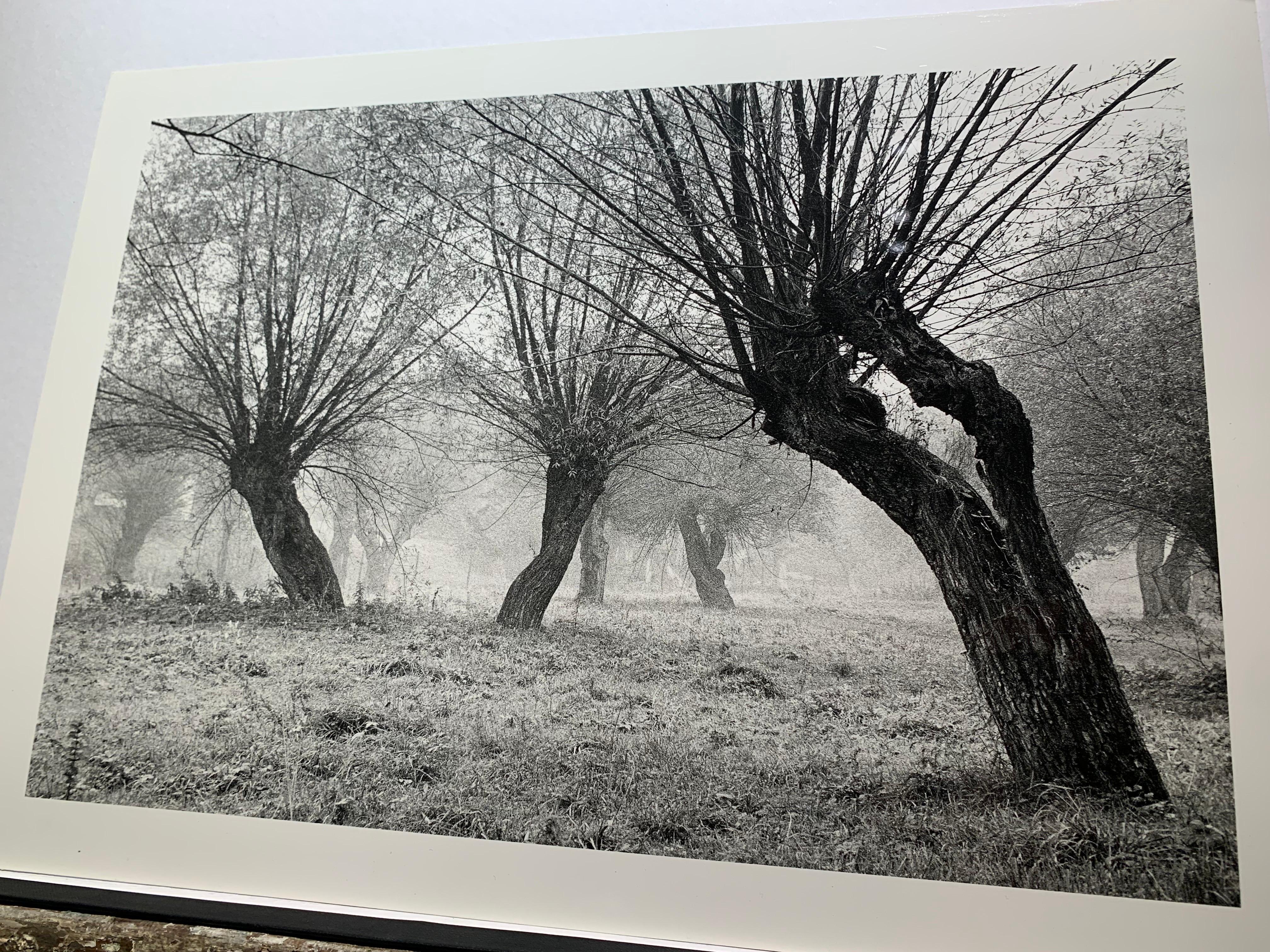 Krasiczyn, Poland - Tree landscape - vintage print For Sale 2