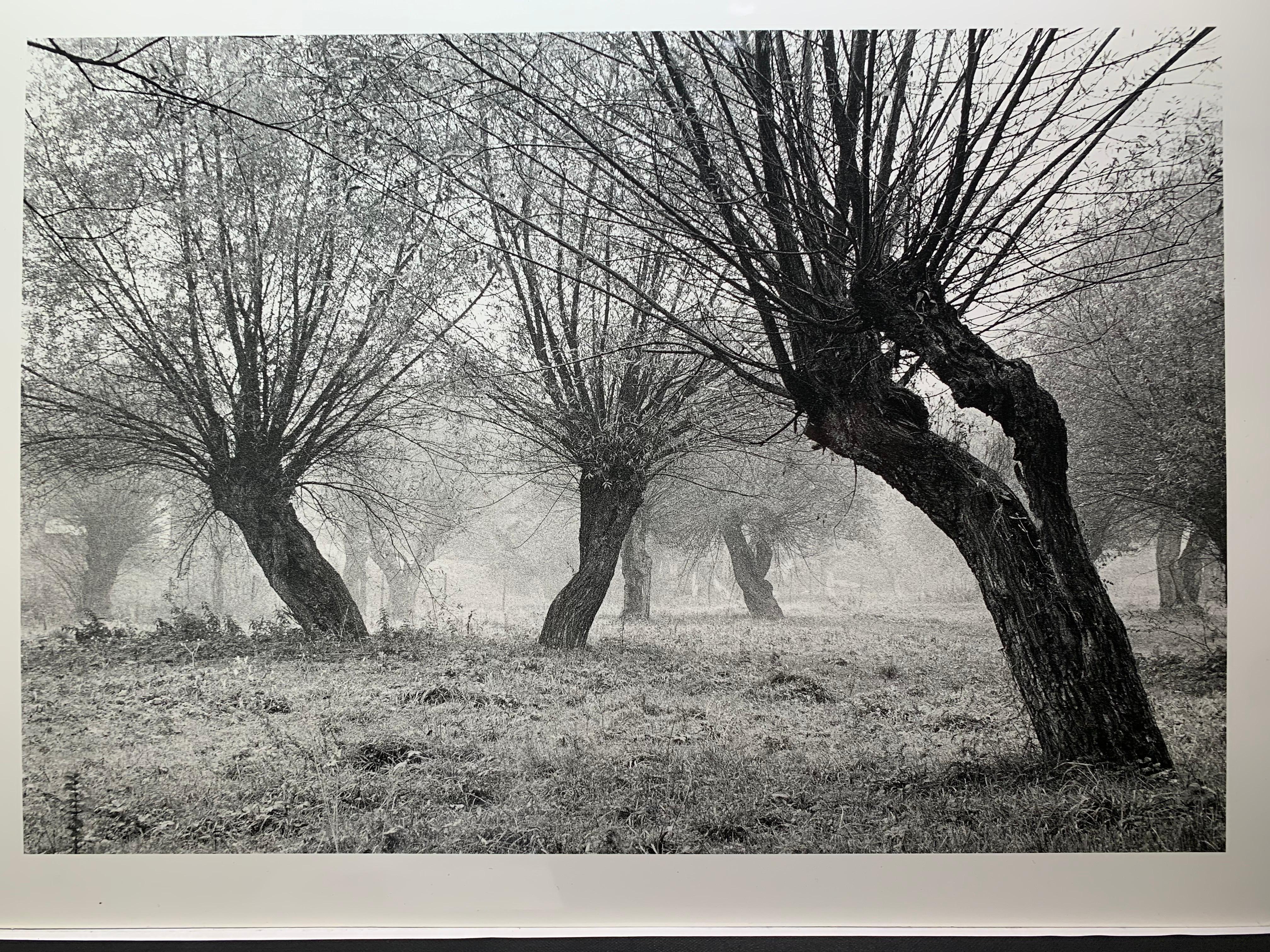 Krasiczyn, Poland - Tree landscape - vintage print For Sale 4
