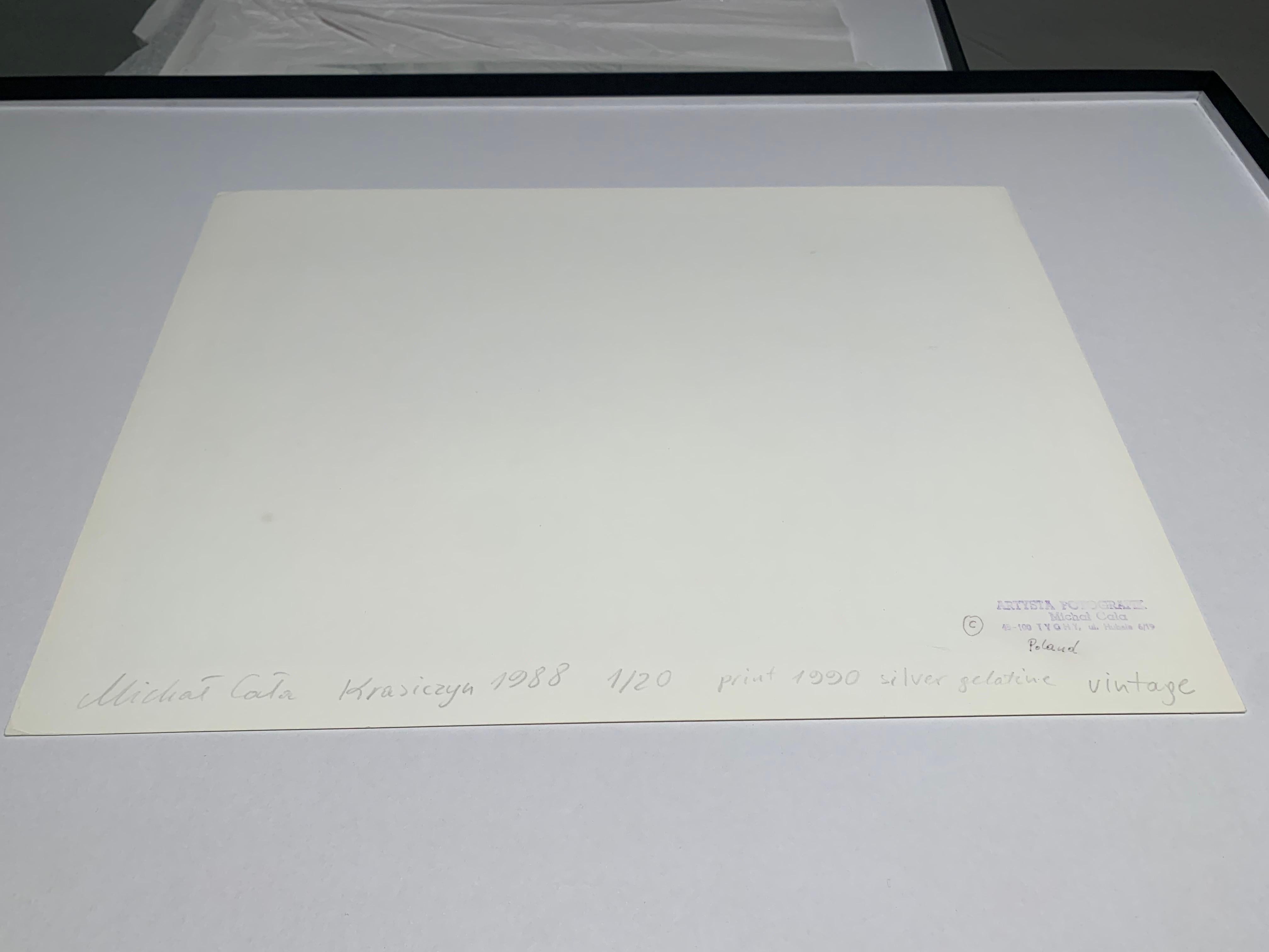 Krasiczyn, Poland - Tree landscape - vintage print For Sale 1