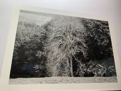 Weißer Baum - Kalwaria Pacławska - Polnisch-Galizien