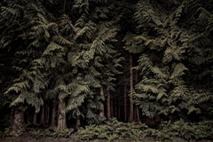 Cedars, Twilight's Path 001 - Green Forest, Contemporary Framed Large Photograph