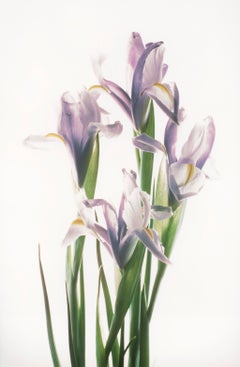 Irises - Elegance in pastel hues - medium size fine art colour photograph